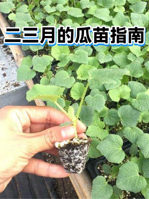 只吃南瓜苗的种植方法