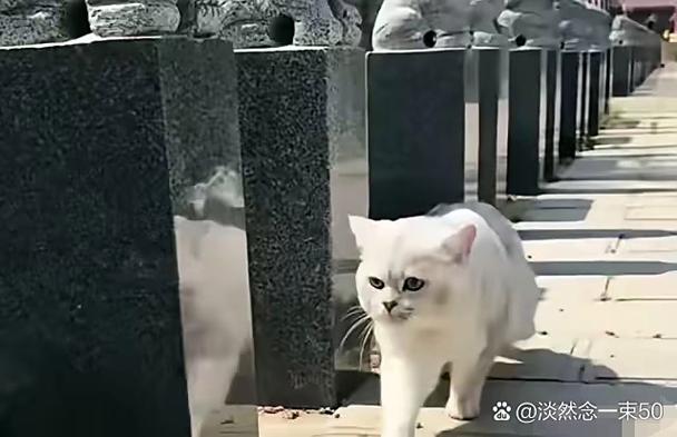 猫会舍不得主人吗