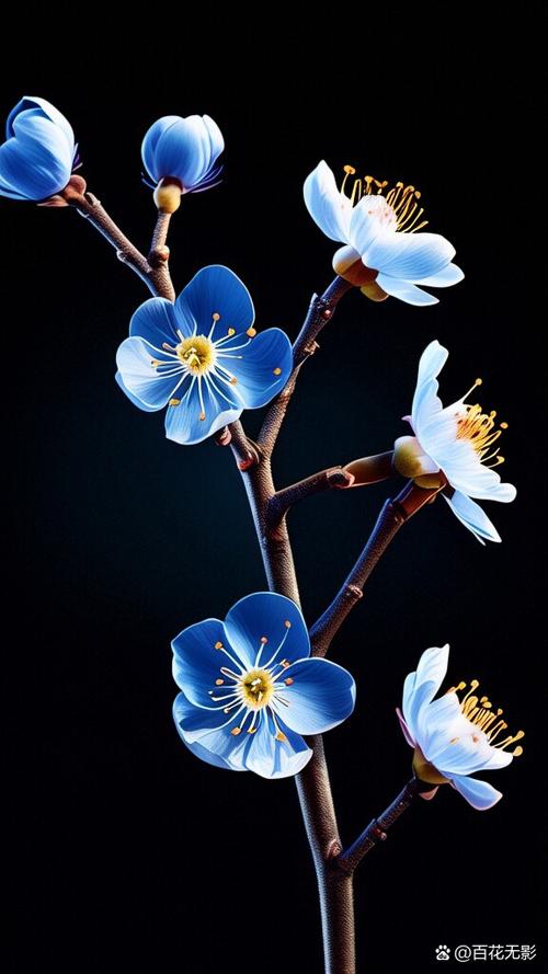 黑色背景鲜花图片大全