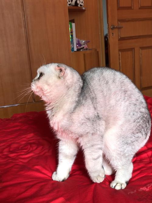 折耳猫发病的前兆