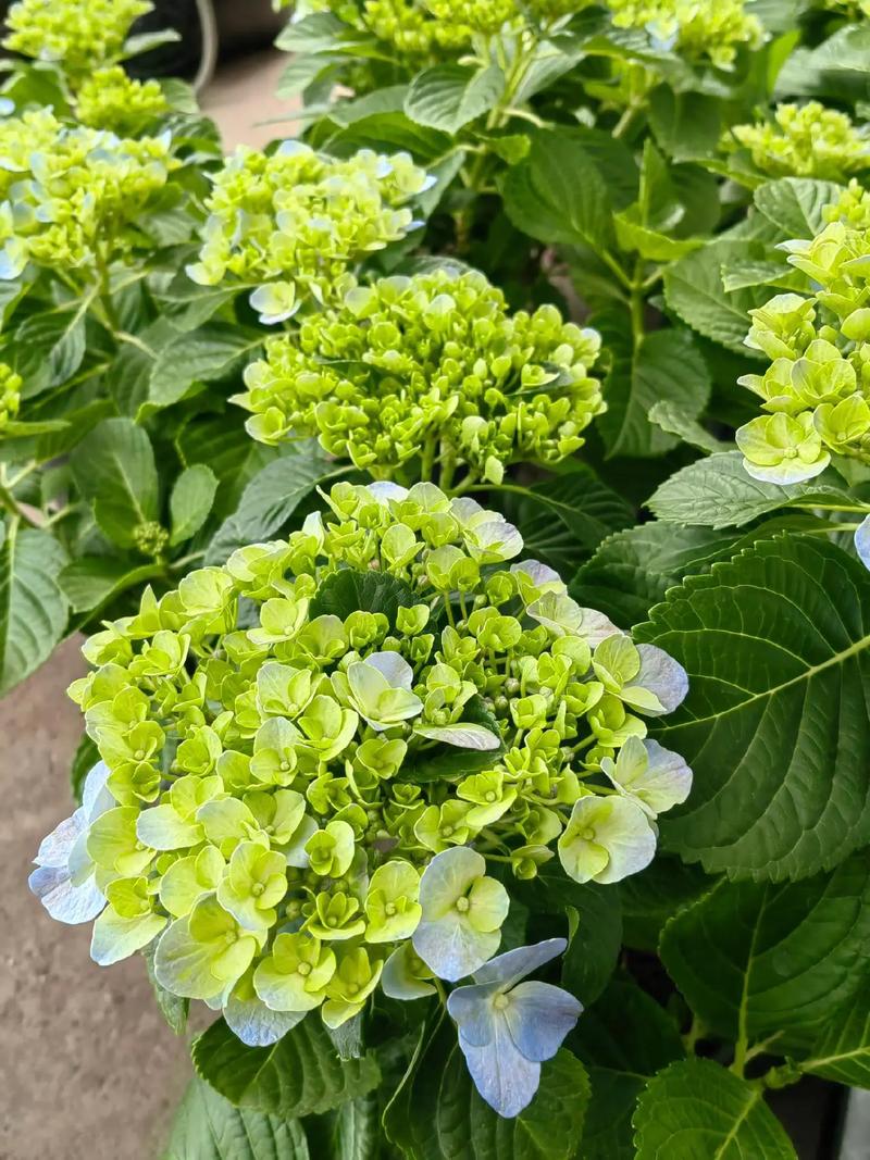 秀球花花期
