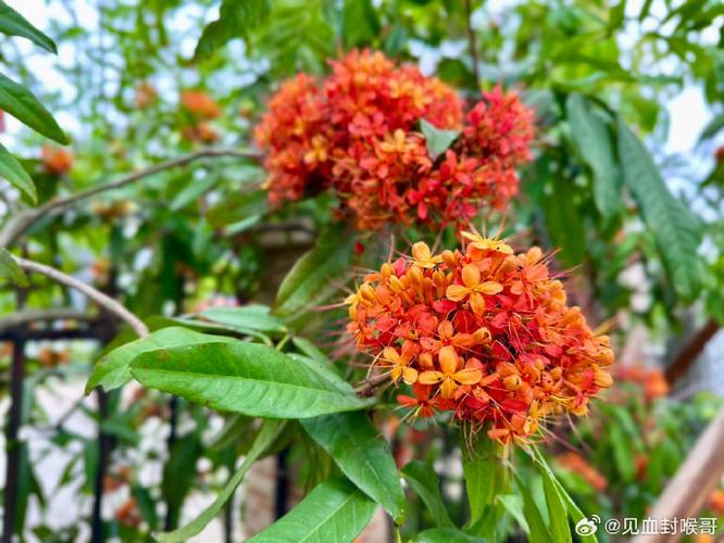 印度无忧花