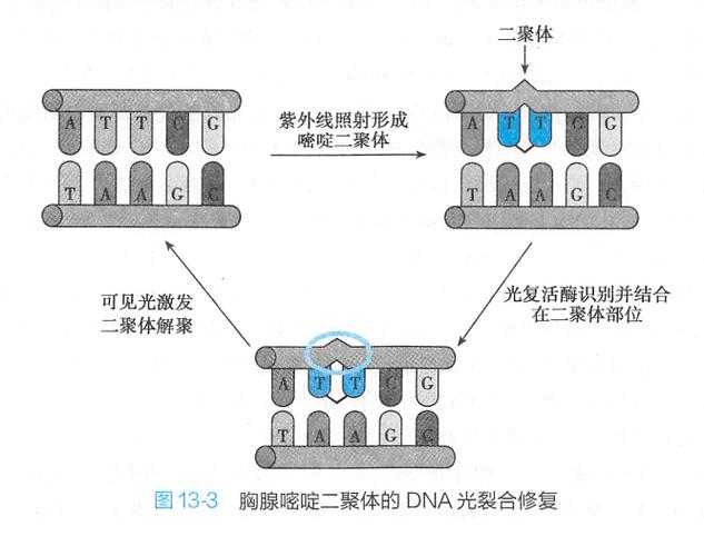 光复活现象