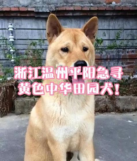 土狗仔个人急卖