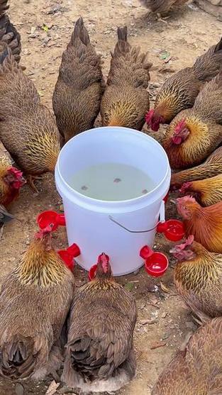 养鸡场自动饮水器