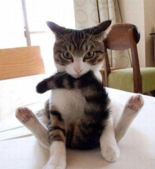 怎样快速获得猫的喜欢