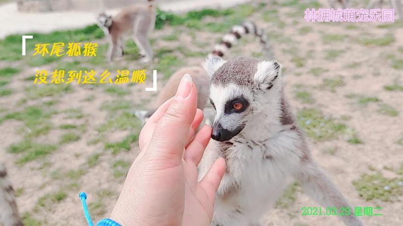 林拥城萌宠乐园门票
