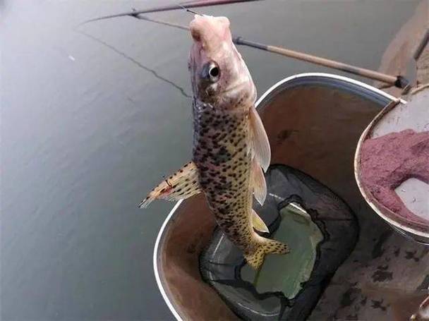 花模鱼