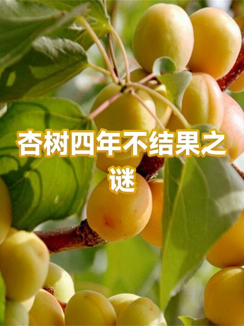 杏树不结果的原因及解决方法