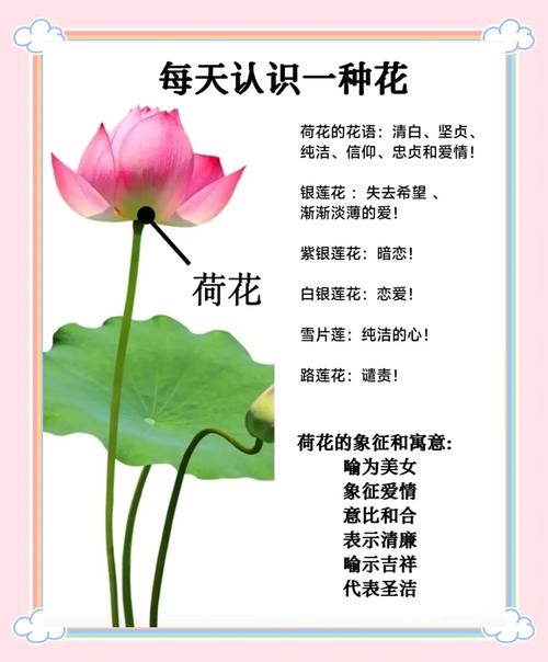 荷花的广告语是什么