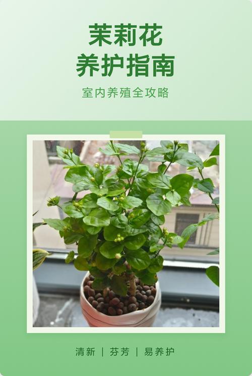 茉莉花种植方法全过程