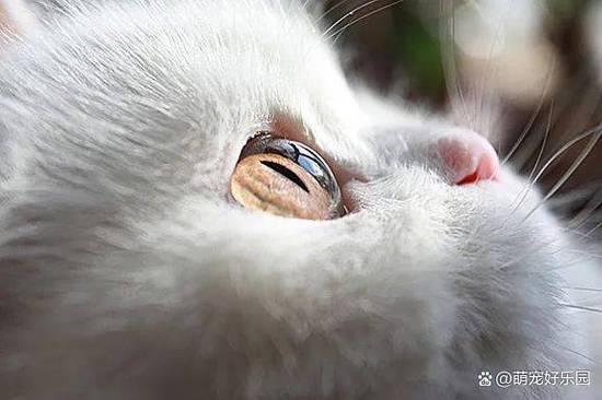 猫眼流脓怎么回事