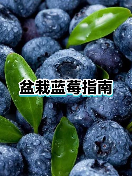 蓝莓的卖点
