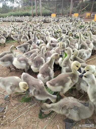 小鹅的饲养方法和疾病预防