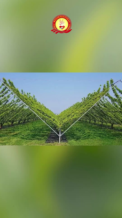 迷你世界自动农场教程缩略图