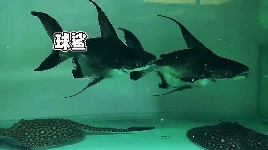 短身汗鲨和球鲨q鲨区别