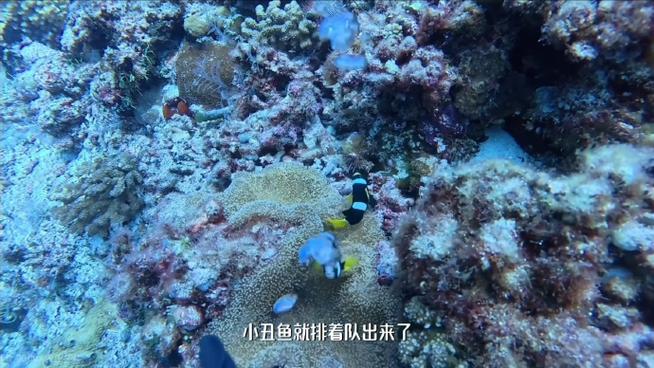 海底大鱼和浪花小鱼的故事