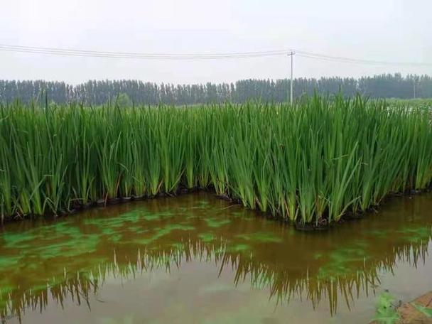 挺水植物和沉水植物