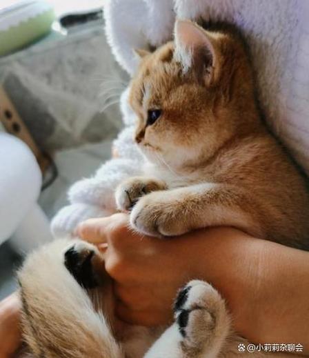 一只叫元宝的猫