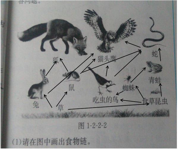 狐狸猫头鹰兔子老鼠食物链
