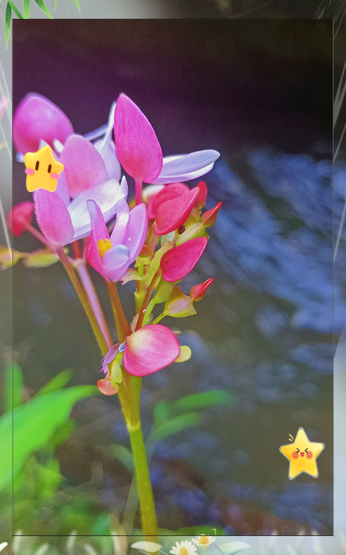 秋艺花66