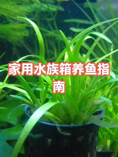 小米鱼缸养几条鱼合适