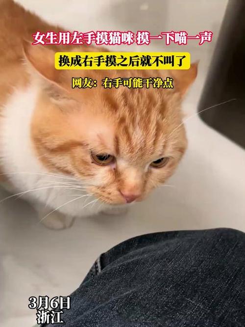 一摸猫咪就叫一声