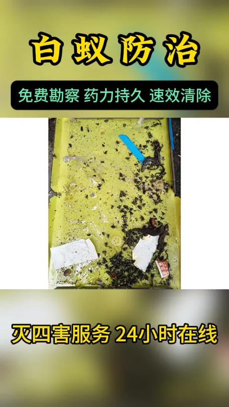 专业灭白蚁一次多少钱