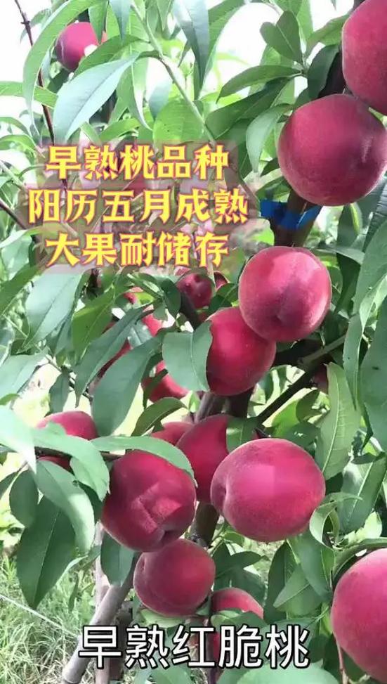 早熟桃哪个品种最好