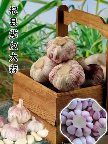 大蒜期货官网