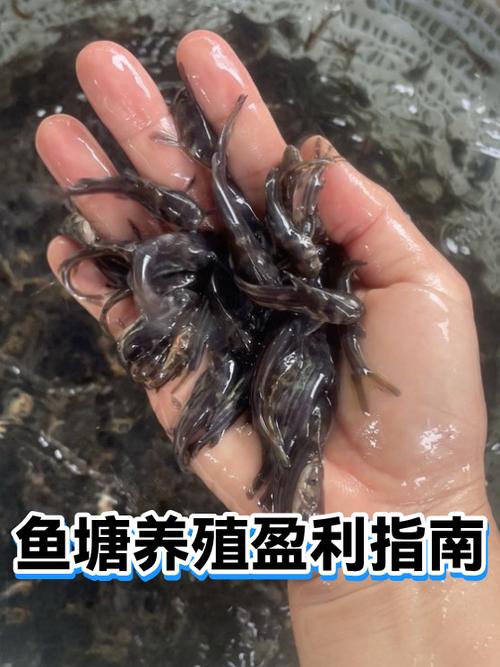 鱼塘养殖的利润计算方法