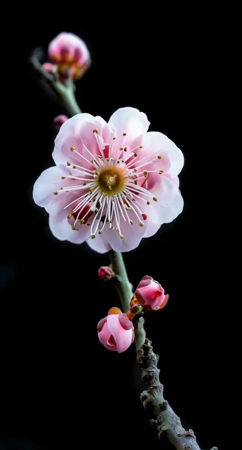 梅花陌