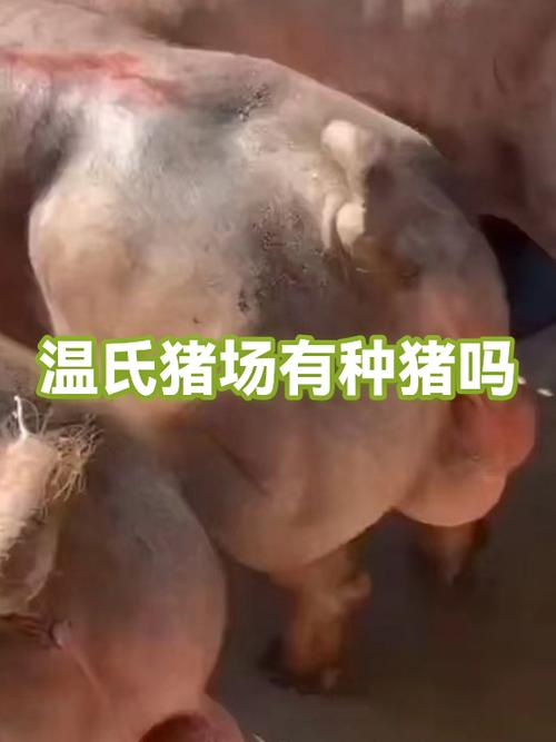 种猪宝温氏下载