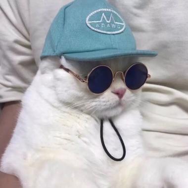 猫头像高冷