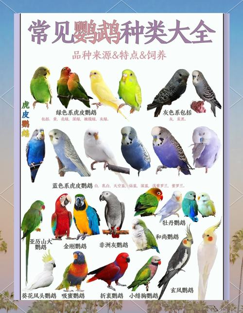 鹦鹉学飞时吃得少