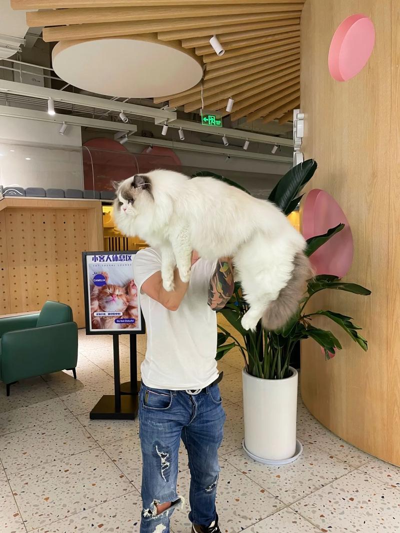 宙斯浏览器怎么进猫咪网址