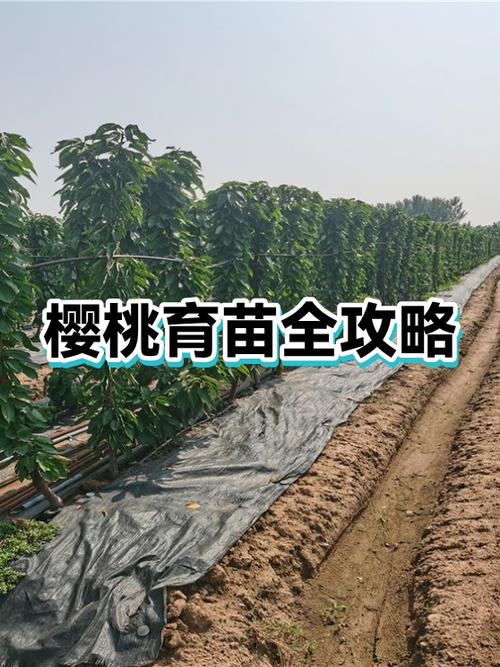 樱桃育苗赚钱吗