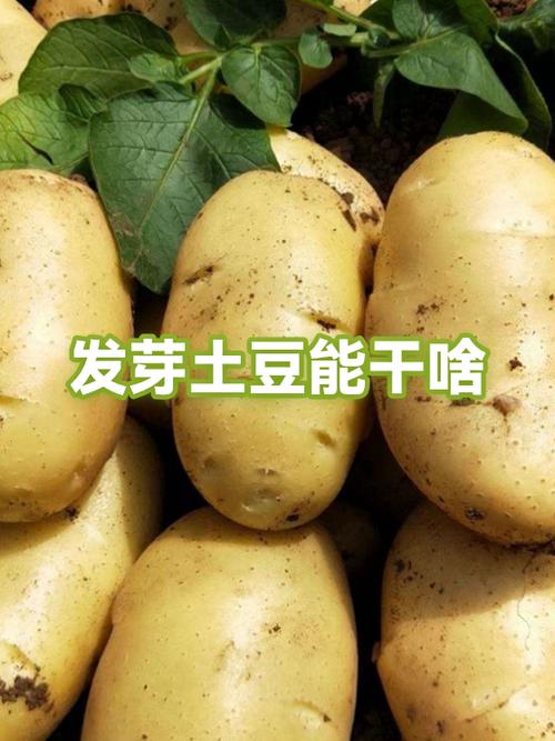 土豆表皮有点发霉了能吃吗