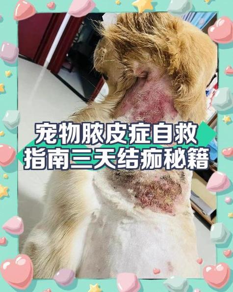 宠物20级需要多少资质