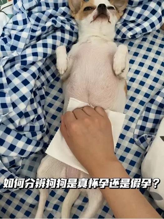 狗狗回血说明怀孕了吗