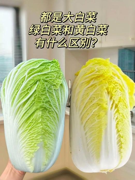 绿白菜和白白菜是一种吗