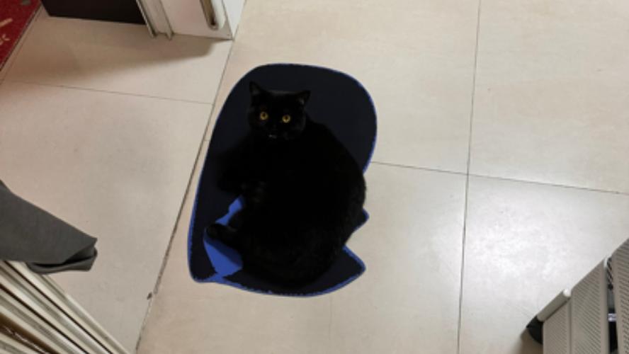 看见我的猫了吗