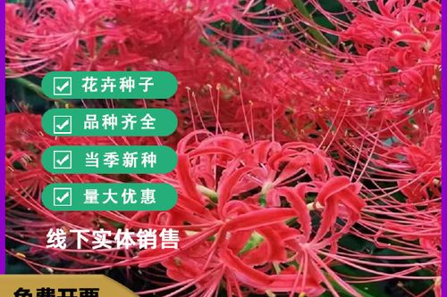 彼岸花1.2攻略