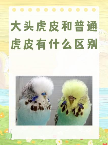 面类鹦鹉和头类鹦鹉的区别