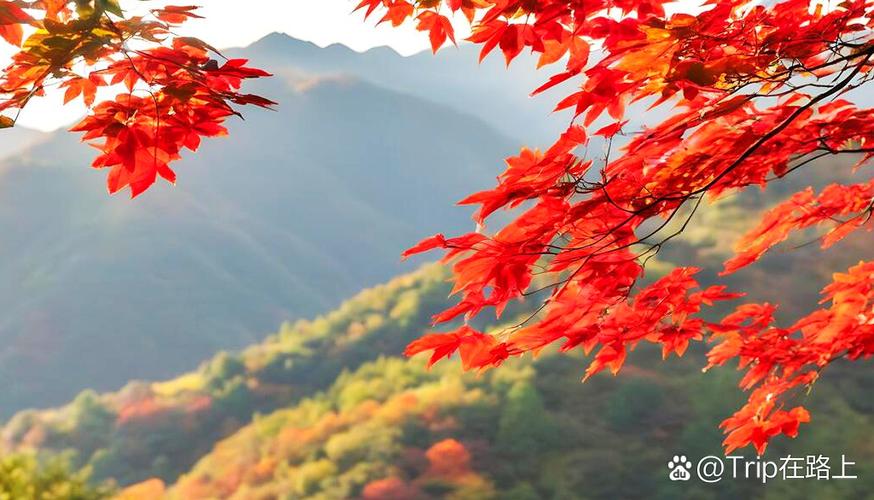 中国红枫