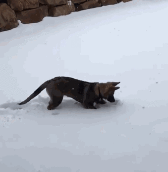 汤姆猫跑酷之雪地跑酷游戏截图
