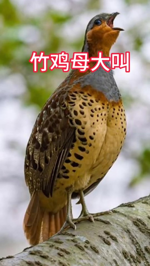 竹鸡怎么叫图标