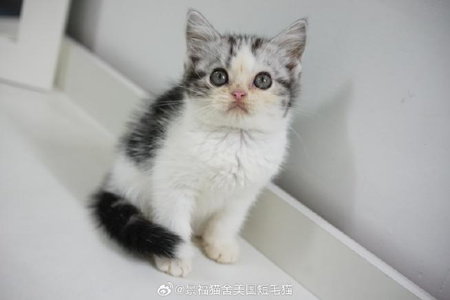 美短有全身白色的吗