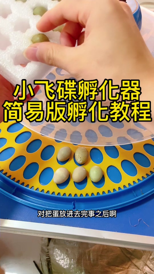 弹弹堂怎么孵蛋