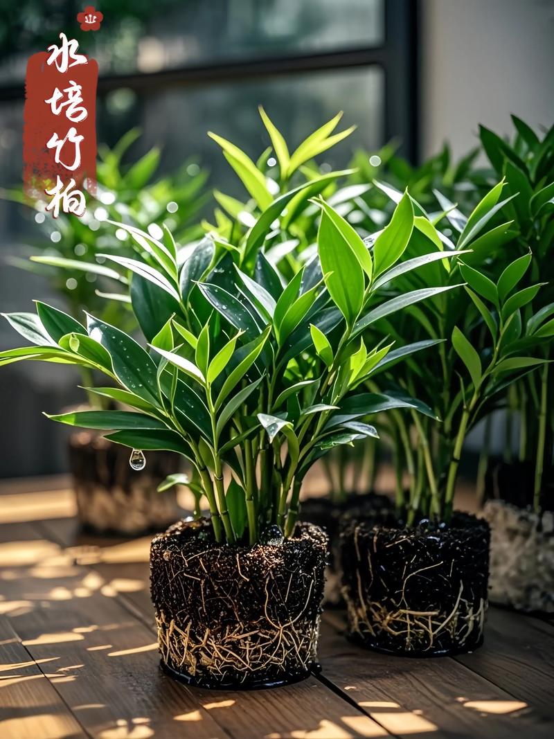 水培竹子